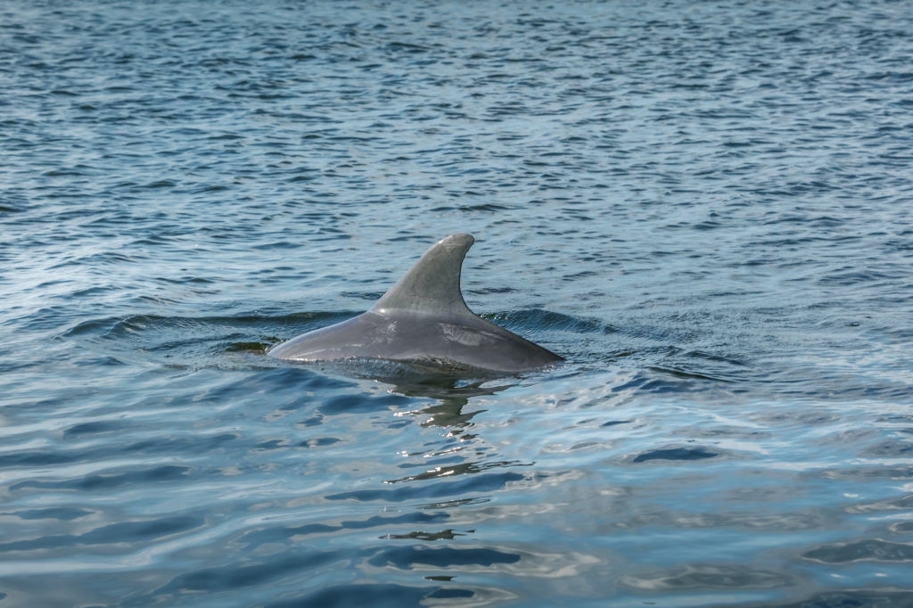 Panama City Dolphin Tours