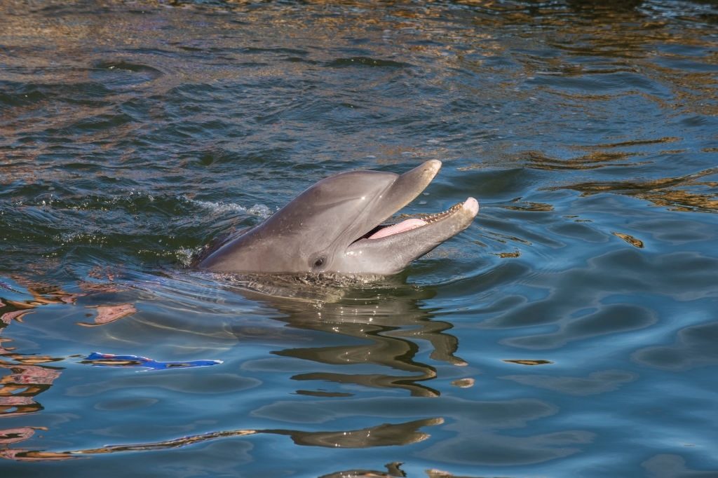 dolphin tours panama city