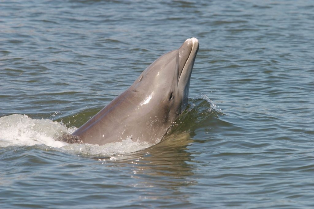 Upper Grand Lagoon Dolphin Tours