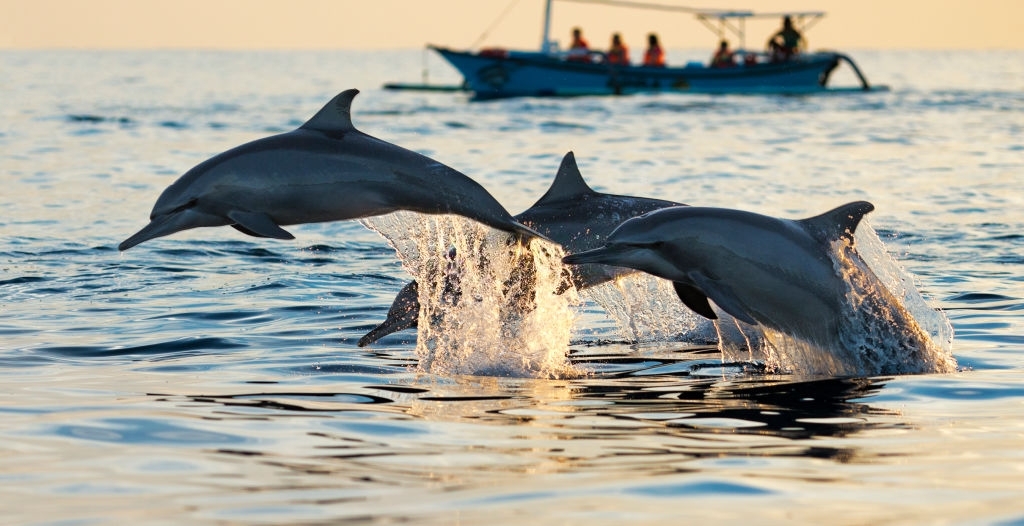 Sisters of the Sea Dolphin Tours