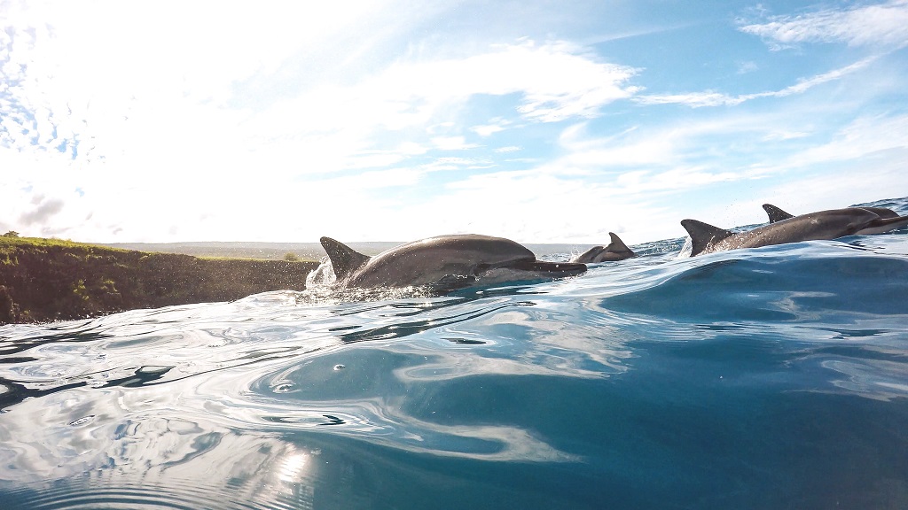 Sun Harbor Marina Dolphin Tours