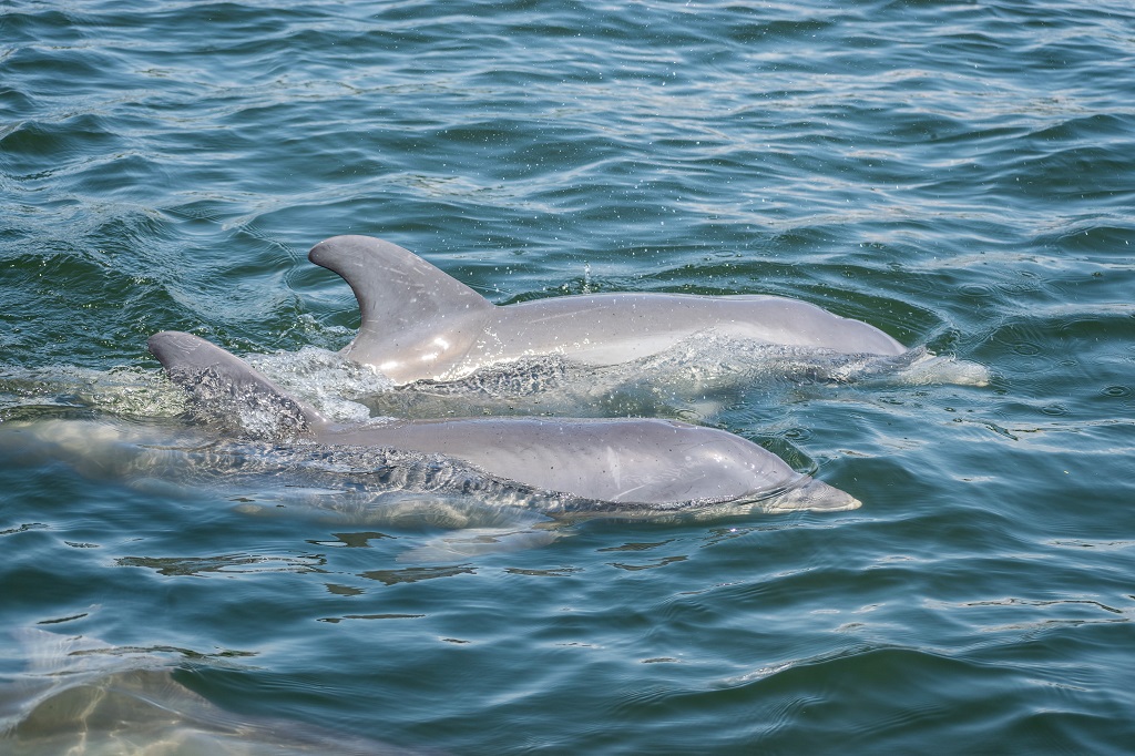 Rv Resort Dolphin Tours